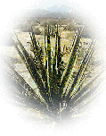 yucca plant