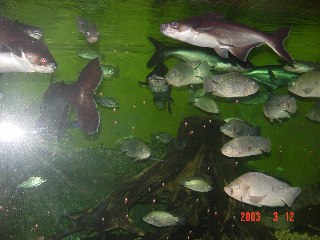[The Fish]