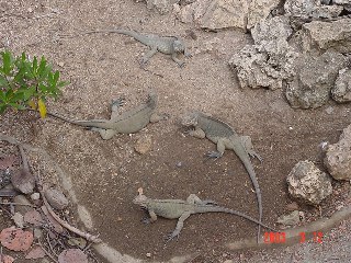 [Iguanas]
