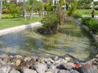 [Fish Pond]