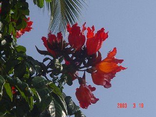 [Tulip Tree]