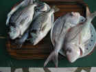 fisch01.jpg (153479 Byte)