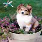 Max from the Cabana Shelties Site