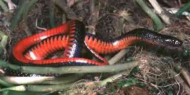 Swamp Snake