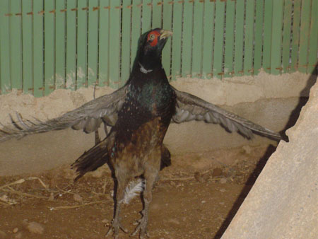 FAISANMACHO
