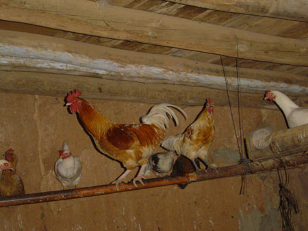 GALLINAS