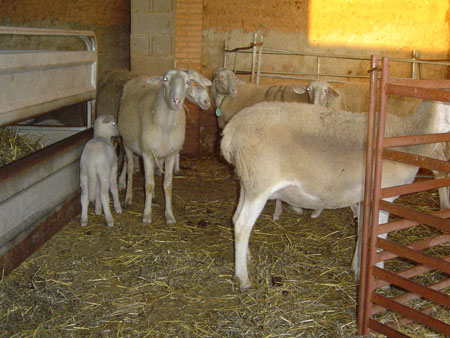 OVEJAS1