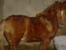 CABALLOPONY1
