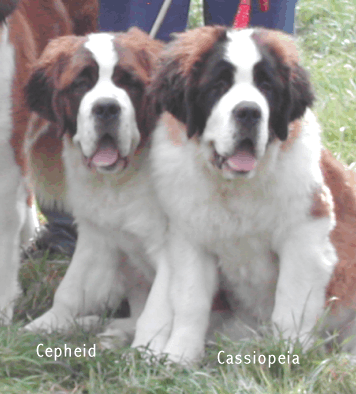 Ceph y Cass solas.gif (100908 bytes)