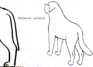 posterior correcto.gif (10082 bytes)