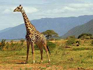 Animales exoticos