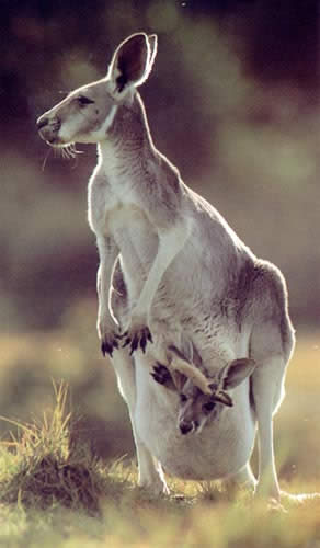 Animales exoticos