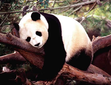 Animales en extincion