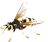 Pajara