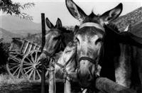 Seleccion de Documentales compartidos por eMule y eDonkey, descargas altruistas