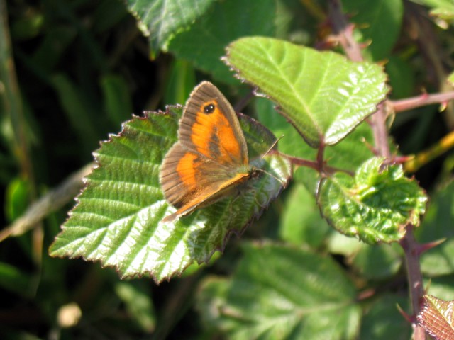mariposa.jpg
