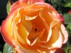rosa.jpg