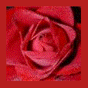 rosita.gif (6192 bytes)