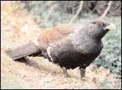 Urogallo Cant�brico