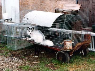 arcticfoxsinglebig.jpg (24798 bytes)