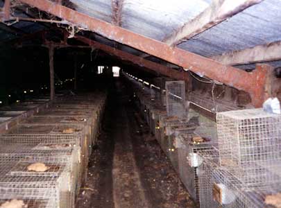 indoorcagerowbig.jpg (19464 bytes)