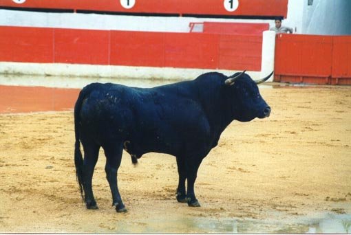 toro