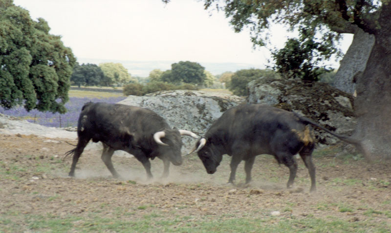 torospelea2