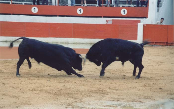 torospelean