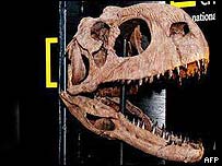 Prehistoria,fosiles,paleontologia,descubrimientos,Lyall Anderson,Mike Newman, Stonehaven,Universidad de Yale,Escocia,Lago Ness,monstruo,Sunday Herald,dinosaurios,eras geologicas,evolucion,cavernas,hombres,prehistoria,jurassik park,Nicolino de Pasquale,calculadora,Incas,aztecas,mayas,arqueologia,excavaciones,descubrimientos,Peru,Mexico,Bolivia,Tiahuanaco,Cuzco,Tikal,Palenque,Chichen Itza,Latinoamerica,Hispanoamerica,culturas precolombinas,imagenes,fotos,links,postcard,photos,images,imperios,antiguedad,Antiguo,Nuevo,Testamento,Jesucristo,vegetarianismo,Juan Pablo II,Vaticano,holocausto,evangelios,historias,Israel,Ultima Cena,Biblia,apostoles,Iglesia Adventista del Septimo Dia,cristianos,arqueologias,excavaciones,Mar Muerto,Sodoma,Gomorra,2004,jubileo,Palestina,Diario Accion de General Rodriguez, politica, actualidad, noticias e informacion, personalidades e instituciones, policiales, galerias de fotos; historia de General Rodriguez, sus origenes, edificios, estancias, habitos y costumbres, anecdotas, comercios e industrias, los fundadores, antiguas instituciones, fotos e imagenes; suplementos especiales: la crisis politica, economica y social de la Argentina, los acontecimientos de Diciembre de 2001, articulos y entrevistas; Emigracion: toda la informacion destinada a aquellos que desean emigrar, radicarse o estudiar en el exterior, visas, pasaportes, consejos, guias, informacion util, links; Trueque: novedades e informacion, links, estructura del trueque; el casamiento de Maxima Zorreguieta y el principe Guillermo Alejandro de Holanda; Guerra de Afganistan: galeria de imagenes e informacion sobre la primera guerra del siglo XXI; la guerra de Irak, Bagdad, Georges W. Bush, Saddam Husseim, el atentado a las torres Gemelas de Nueva York, las twin towers, el 11-s, y descripcion del hecho que conmovio al mundo; Empleo: consultoras, clasificados, agencias de empleo, consejos e informacion util, curriculum vitae, como confeccionarlos, noticias de actualidad; 
Los numeros de la crisis: Las consecuencias de la crisis politica, economica y social; estadisticas, pobreza, desnutricion, salud y asistencia; noticias regionales y provinciales, columnas y editoriales; informacion para negocios: pymes, links, empresas y negocios; Agenda Cultural con toda la informacion de cursos, universidades, talleres, escuelas y oportunidades, exposiciones de arte de la region; buscadores en Internet, Enlaces: links a los mejores sitios de educacion, cultura, arte, biografias, politica, interes general, web, Links del Diario Accion: RMS Titanic, su historia, su tragico viaje inaugural; historias, testimonios, documentos y articulos sobre el naufragio; links y sitios sobre el tema; la pelicula de Cameron, fotos e imagenes; suplementos especiales, Historia Argentina y de General Rodriguez, la llegada de la democracia en General Rodriguez, la asuncion de Juan Lumbreras como intendente en 1983, galeria de imagenes, sus palabras y los actos, su gabinete, festejos de la comunidad. Fundacion del pueblo de General Rodriguez, sus instituciones y personalidades relevantes, arquitectura y edificios, comercios e industrias, sus comienzos, estancias, inmigraciones italianas, españolas, vascas e irlandesas, anecdotas y efemerides, sus hombres ilustres, el Hospital Vicente Lopez y Planes, su fundacion por las Damas de Beneficencia, el hundimiento del crucero General Belgrano, testimonios de ex combatientes y tripulantes, su comandante Hector Elias Bonzo, fotos e imagenes, recuerdos y homenajes, historia de la familia Bonzo de General Rodriguez, entrevistas y articulos periodisticos. La guerra de Malvinas en el Atlantico Sur, el conflicto belico con Gran Bretaña de 1982, politicos relevantes, Benjamin Paez y Trueba, fotos antiguas de familias fundadoras, galerias de imagenes de pobladores, recorrida virtual por el antiguo General Rodriguez, el paso de la Infanta en 1910, historia de La Serenisima, la familia Mastellone, La Choza, Bernardo de Irigoyen, peronismo y radicalismo y muchisimo mas