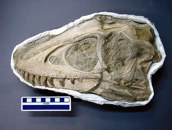 Falo Hohle Fels Swabian Jura Alemania Edad Hielo Nicholas Conard Prehistoria Temprana Universidad de Tübingen Neardentales cavernas dinosaurios imagenes fotos links sitios portales photos images sexualidad enantiornithine,archaeopteryx,pterodactilos,plumas,evolucion,Charles Darwin,dinosaurios,Nature,instintos,evoluciones,paleontologia,arqueologia,fosiles,Homo floresiensis,Mike Morwood,Chris Stringer,Nature,Homo sapiens,JRR Tolkien,Mike Morwood,Homo erectus,java,paleontologia,arqueologia,links,Maria Reich,Nazca,lineas,calendario astronomico,Peru,dibujos,astronomia,geometria,Bernd Teichert,mapas,Ana María Cogorno,ovnis,misterios,Cristobal Colon,Hernando,Diego,catedral Sevillana,Cartuja Pickman,José Antonio Lorente,Granada,ADN;restos,Marcial Castro,antropologia,Republica Dominicana,www.egipto.com,Egipto,Keops,piramides,descubrimientos,Aton,Ankh,tumbas,sarcofacos,momias,embalsamamientos,Kefren,camaras secretas,Nefertiti,Amenofis,Nilo,inundaciones,Blade Runner,Ridley Scott, Richard Dawkins,Steven Pinker,Harrison Ford,Stephen Minger,Stanley Kubrick,Daryl Hanna,replicantes,androides,ciencia ficcion,Contactos,SHGb02+14a,proyecto SETI,Search for Extra Terrestial Intelligence,SETI@home,Robert Zemeckis,Jodie Foster,Dan Wertheimer,New Scientist,Arecibo,Puerto Rico,civilizaciones extraterrestres,Ma liberté de penser,Florent Pagny,Argentina,France,Patagonia,Argentine,Azucena Caamaño,Savoir aimer,artistes,musique,musica,CD,cantores,ventas,compras,ranking,Paparazzi,Isabel Sartorius,Borbon,Ortiz Patiño,Vallejo Najera,Entrecanales,Mora Figueroa,Antonio Montero,Sainz Vicuña,España,jet set,Mallorca,Ibiza,John Fitzgerald Kennedy,Lee Harvey Oswald,Vitaliy Fadeyev,Lawrence Berkeley,Carl Haber,Fidel Castro,Lyndon B. Johnson,Jackie,Onassis,Irma Roy,Carolina Papaleo,Osvaldo,diputada nacional,Congreso,Argentina,Raul Granillo Ocampo,politica,justicialismo,peronismo,cine,television,La Horqueta,San Isidro,que se vayan todos,diciembre 2001,2002,2003,2004,maria julia alsogaray,alvaros,,Roberto Martínez Medina,Maria Julia Alsogaray,Raúl Granillo Ocampo,Jorge Rodríguez,Víctor Alderete,Claudia Bello,Angel Massa,Alfredo Yabran,Mario Pontaquarto,Nestor Carlos Kirchner,Cristina Elizabeth Fernandez,corrupcion,senado,general rodriguez,anibal,fernandez,alberto,fernando de la rua,ines pertine,eduardo duhalde,hilda chiche gonzalez,2000,2001,2002,2003,2004,Museos,www.louvre.fr,Leonardo Da Vinci,Gioconda,Mona Lisa,Italia,Francia,France,inventos,Italy,renacimiento,historia,cuadros,links,images,postcards,photos,fotos,imagenes,postales,pictures,historia,arqueologia,descubrimientos,culturales,agenda,infodiario,diario accion,buenos aires,argentina,Diario Accion de General Rodriguez, politica, actualidad, noticias e informacion, personalidades e instituciones, policiales, galerias de fotos; historia de General Rodriguez, sus origenes, edificios, estancias, habitos y costumbres, anecdotas, comercios e industrias, los fundadores, antiguas instituciones, fotos e imagenes; suplementos especiales: la crisis politica, economica y social de la Argentina, los acontecimientos de Diciembre de 2001, articulos y entrevistas; Emigracion: toda la informacion destinada a aquellos que desean emigrar, radicarse o estudiar en el exterior, visas, pasaportes, consejos, guias, informacion util, links; Trueque: novedades e informacion, links, estructura del trueque; el casamiento de Maxima Zorreguieta y el principe Guillermo Alejandro de Holanda; Guerra de Afganistan: galeria de imagenes e informacion sobre la primera guerra del siglo XXI; la guerra de Irak, Bagdad, Georges W. Bush, Saddam Husseim, el atentado a las torres Gemelas de Nueva York, las twin towers, el 11-s, y descripcion del hecho que conmovio al mundo; Empleo: consultoras, clasificados, agencias de empleo, consejos e informacion util, curriculum vitae, como confeccionarlos, noticias de actualidad; 
Los numeros de la crisis: Las consecuencias de la crisis politica, economica y social; estadisticas, pobreza, desnutricion, salud y asistencia; noticias regionales y provinciales, columnas y editoriales; informacion para negocios: pymes, links, empresas y negocios; Agenda Cultural con toda la informacion de cursos, universidades, talleres, escuelas y oportunidades, exposiciones de arte de la region; buscadores en Internet, Enlaces: links a los mejores sitios de educacion, cultura, arte, biografias, politica, interes general, web, Links del Diario Accion: RMS Titanic, su historia, su tragico viaje inaugural; historias, testimonios, documentos y articulos sobre el naufragio; links y sitios sobre el tema; la pelicula de Cameron, fotos e imagenes; suplementos especiales, Historia Argentina y de General Rodriguez, la llegada de la democracia en General Rodriguez, la asuncion de Juan Lumbreras como intendente en 1983, galeria de imagenes, sus palabras y los actos, su gabinete, festejos de la comunidad. Fundacion del pueblo de General Rodriguez, sus instituciones y personalidades relevantes, arquitectura y edificios, comercios e industrias, sus comienzos, estancias, inmigraciones italianas, españolas, vascas e irlandesas, anecdotas y efemerides, sus hombres ilustres, el Hospital Vicente Lopez y Planes, su fundacion por las Damas de Beneficencia, el hundimiento del crucero General Belgrano, testimonios de ex combatientes y tripulantes, su comandante Hector Elias Bonzo, fotos e imagenes, recuerdos y homenajes, historia de la familia Bonzo de General Rodriguez, entrevistas y articulos periodisticos. La guerra de Malvinas en el Atlantico Sur, el conflicto belico con Gran Bretaña de 1982, politicos relevantes, Benjamin Paez y Trueba, fotos antiguas de familias fundadoras, galerias de imagenes de pobladores, recorrida virtual por el antiguo General Rodriguez, el paso de la Infanta en 1910, historia de La Serenisima, la familia Mastellone, La Choza, Bernardo de Irigoyen, peronismo y radicalismo y muchisimo mas