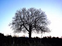 arbol