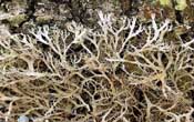 anaptychiaciliaris_min.jpg (16767 bytes)