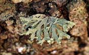 ramalinafastigiata_min.jpg (14087 bytes)