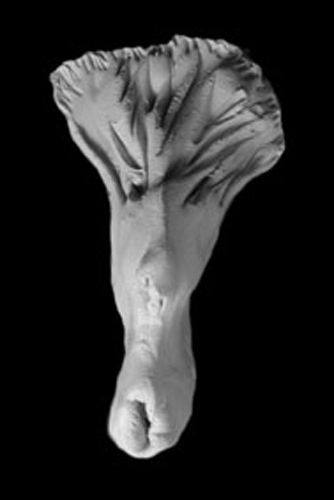 L'arbre
