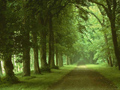 bosq03.jpg (650x488)