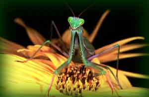 Mantis religiosa