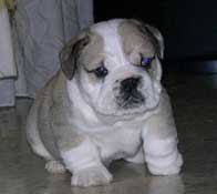 Cachorro de Bulldog  King of the River