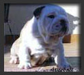 Cachorro de Bulldog  King of the River