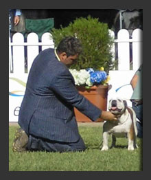 Bulldog