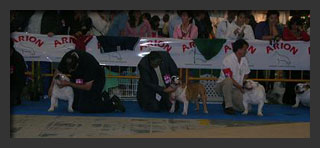 Bulldog exposicion Vigo