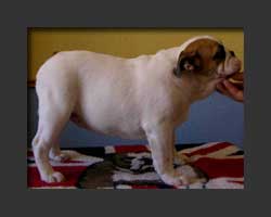 Bully Surdunguita