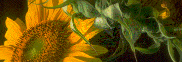 Placeholder  Image