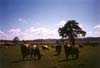 Vacas de Agapito en lLa Cementera. Foto enviada por Fonso Pea