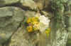 flores.jpg (107706 bytes)
