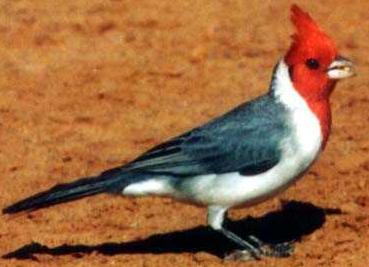 Cardenal de copete de espinela