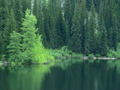 bosq13.jpg (650x488)