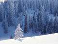 bosq14.jpg (650x488)