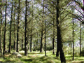 bosq17.jpg (650x488)