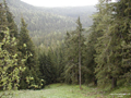 bosq25.jpg (650x488)