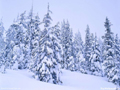 bosq27.jpg (650x488)